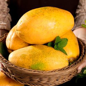 [국내최초 재배 성공] 1%귀족 스위탄 품종 파파야 2호 1.5kg (1-3과)