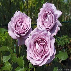 독일장미 (코데즈) 노발리스-1주(관목,향기좋음)묘목