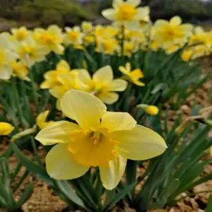 토종노랑수선화 10구 - 1세트(구근)