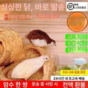 병아리 육추기 미니 기본형 만들기