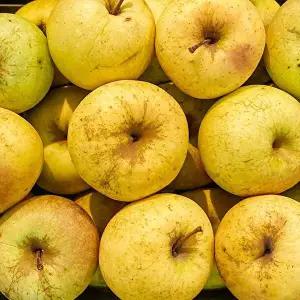 [딜픽]안동 시나노골드 사과 10kg내외 쥬스용/흠과/크기랜덤
