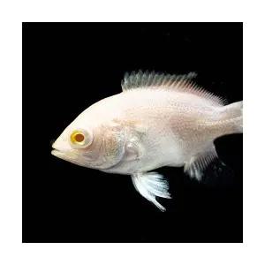 [주니멀열대어]알비노 타이거오스카 8~10cm관상어