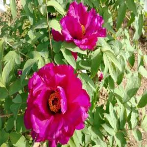 토종 목단(적색)-1주(분달이)