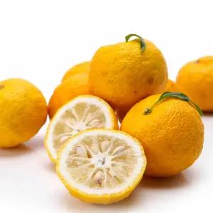 완도 고금도 생 유자 5kg