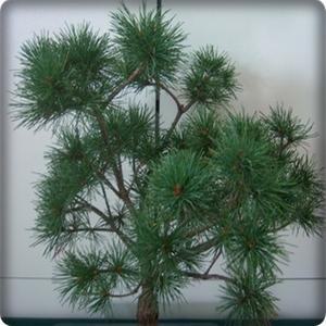 오엽송/섬잣나무/접목/묘목2주묶음/정원수/조경수/기념식수