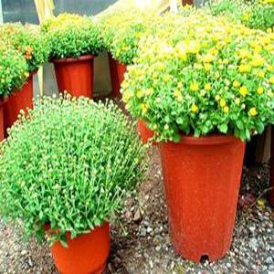 포도밭 행사(2개3개5개) 국화 가을국화 인테리어 화분 선물