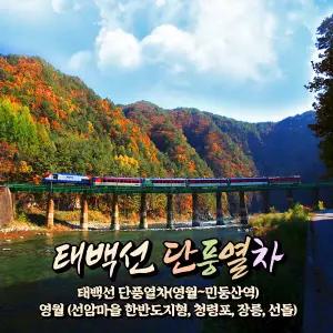 [강원] 태백선 단풍열차(영월~민둥산역)+영월(한반도지형/청령포/선돌) 당일여행 / 가을단풍 / 서울경기出