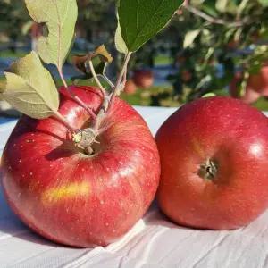 강원도 정선사과 3kg(12-13과내) 햇사과 임계사과 부사