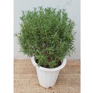 외목대로즈마리(허브) 중품 (머리를 맑게해주지요)