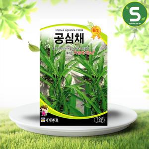 공심채씨앗 10g 공심채 모닝글로리 아열대 쌈 채소