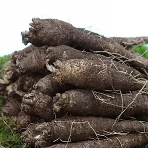 향긋! 갓수확한 국산 후금이네 참 더덕 (대) 18-23뿌리내외 1kg