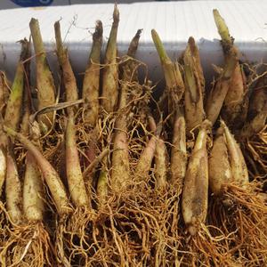 울릉도 얼룩 산마늘 명이나물 6년생 종근(모종)30촉 - 으뜸산채 산나물 산야초 야생화