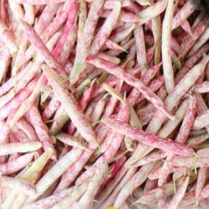 싱싱한 호랑이콩 4kg 내외 신선농장