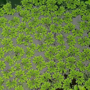 [신세계수족관] 부상수초 아졸라 (만강홍) 20촉