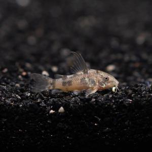 펫퍼드 코리도라스 [5마리] 청소부 코리 열대어 관상어 마리아쿠아