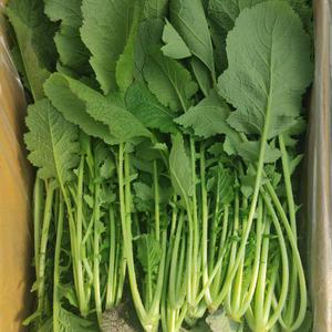 당일수확 김장용 갓 청갓 2kg 김장속재료