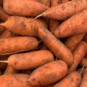 [농부곳간]제주구좌  햇 당근 흙당근 10kg 중 당근사과주스용