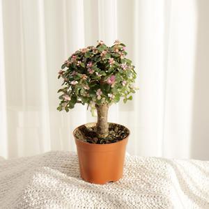 갑조네 은행목(소품)