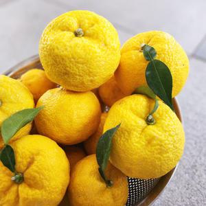 햇 생유자 생과 고흥 거제유자 5kg
