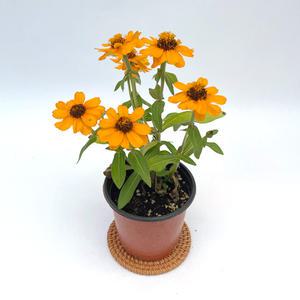 백일홍 여름꽃모종 야생화 화단 테라스 꽃 모종 포트