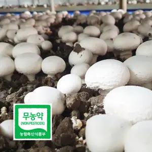 친환경 무농약 부여 양송이 버섯 가정용 2kg 흠이있는 못난이 조리용