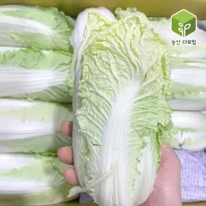 국내산 알배기 쌈배추 실속형 상 12통 - 16통 내외