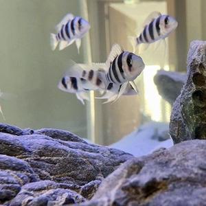 티아쿠아 열대어 프론토사 브론디 1마리 관상어