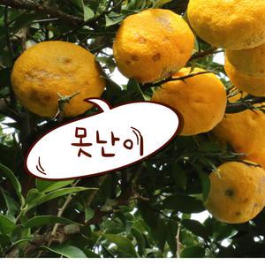 고흥 유자(못난이흠있음) 5kg 신선농장