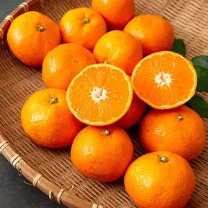 [산해직송] 제주 조생 노지감귤 4.5kg / 소과(2S)