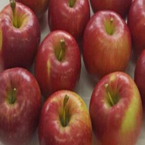 미니사과나무(루비에스)접목1년_(2주묶음) 유실수/묘목/A0060