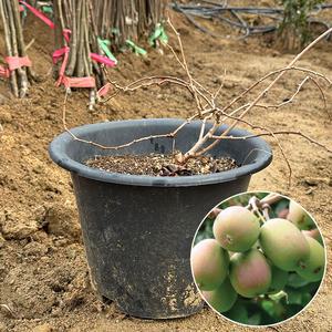 다래나무 용성2호 묘목 3년생 포트묘 자가결실 다래수확 재배 유실수 조경수 원예 가드닝 정원나무