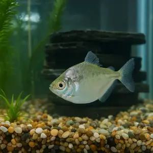 스포티드 메티니스 2마리