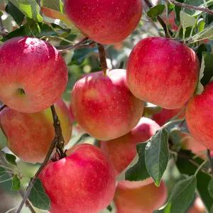 [산해직송] 경북 꿀사과 가정용 중과 5kg [원산지:안동,청송,문경 등]