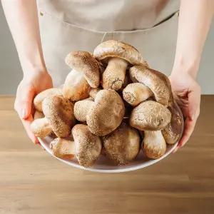 친환경M팩 450g포장 은화고 저온성 표고버섯 무농약 친환경 우수농산물 당일수확 [원산지:국산(부산광역시 남구)]