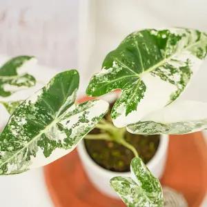 갑조네 무늬 알로카시아 프라이덱 소품