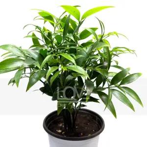 죽백(중품) 나무 화분 소품 미니 대나무 실내 공기정화 식물 키우기 플랜테리어