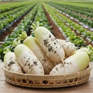 국내산 맛있는 무 10kg 햇무 무우 김장무 겨울무 월동무