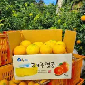 황금향 가정용 흠과 제주 5kg 소과 25-38과