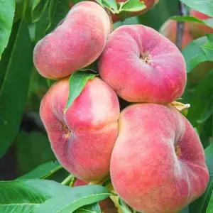 거반도 복숭아나무 묘목 2년생 결실주 분묘 납작 UFO복숭아 백도 천도 황도 홍건반도 유실수 과수 플랫피치 정원수