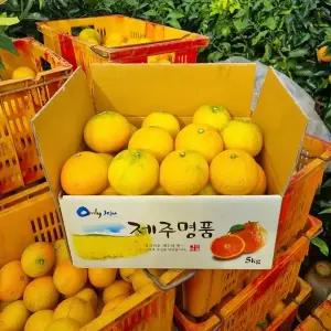 맛없으면 무료반품 제주 노지황금향 로얄과 10kg(35-50입)