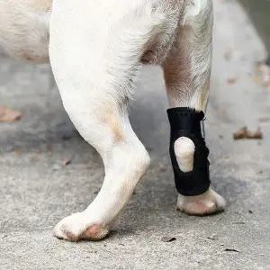 [골드스마일]강아지 슬개골 보호대 지지대 탈구 깁스 M