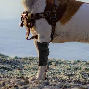 [골드스마일]강아지 슬개골 보호대 통깁스 보호용 장치 S