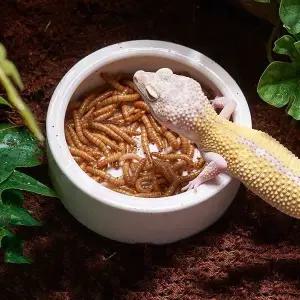 [골드스마일]파충류 도자기 밥그릇 물그릇 식기 원형 대형 음식용기 사료용기