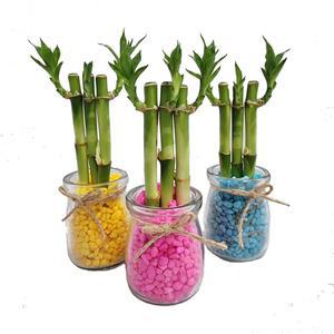 칼라소일 푸딩병 개운죽  식물키우기   수경식물 개구리알 젤리소일 워터비즈