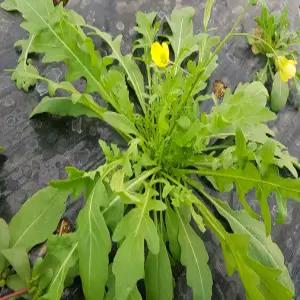 루꼴라 (와일드) 500g 1봉