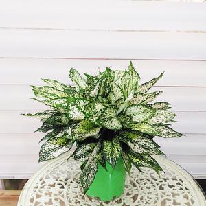 [하늘꽃농원] 스노우 사파이어 대품