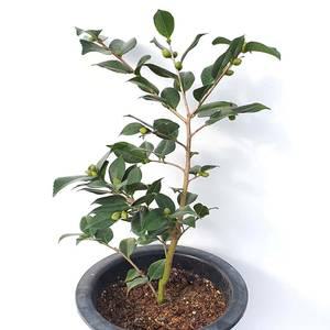 향 동백 나무 묘목 겨울에피는 꽃 열매 향기 화분 인테리어 식물
