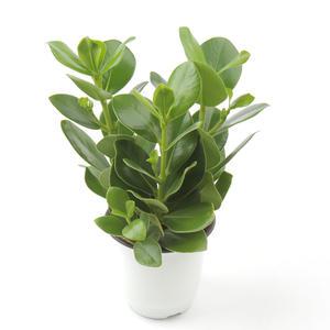 클루시아 중품 크루시아 공기정화식물