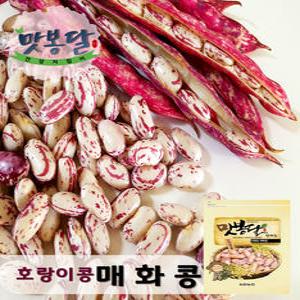2025년 호랑이콩 매화콩 얼룩이콩 강낭콩 울타리콩 새알콩 중국산 1kg