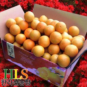 한라산농장 노지 황금향 5KG 10KG 첫수확 불만족시 무료반품